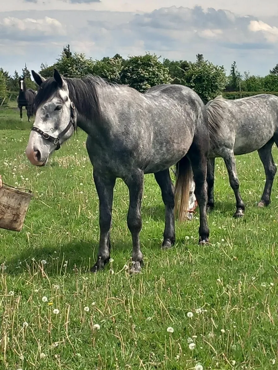 Geldings - Image 4