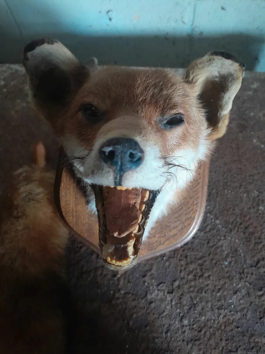 Vintage taxidermy  fox head on plack - Image 1