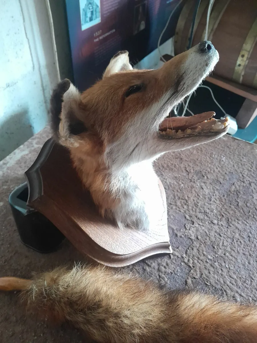 Vintage taxidermy  fox head on plack - Image 2