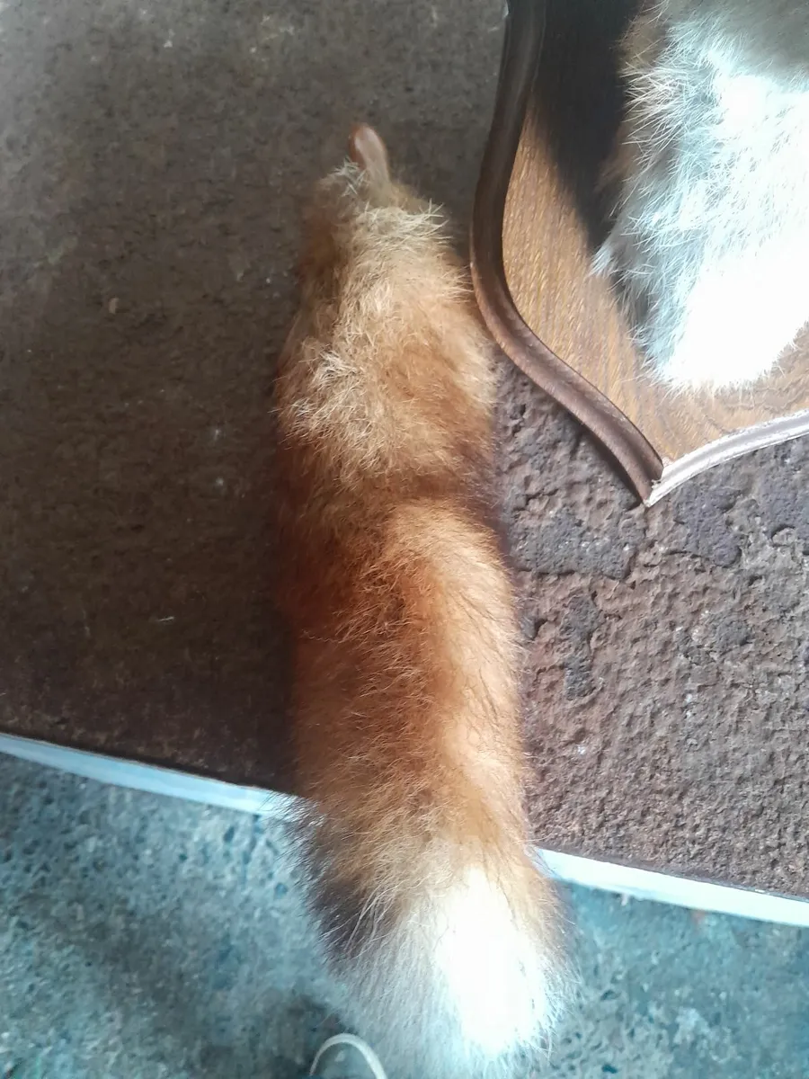 Vintage taxidermy  fox head on plack - Image 3