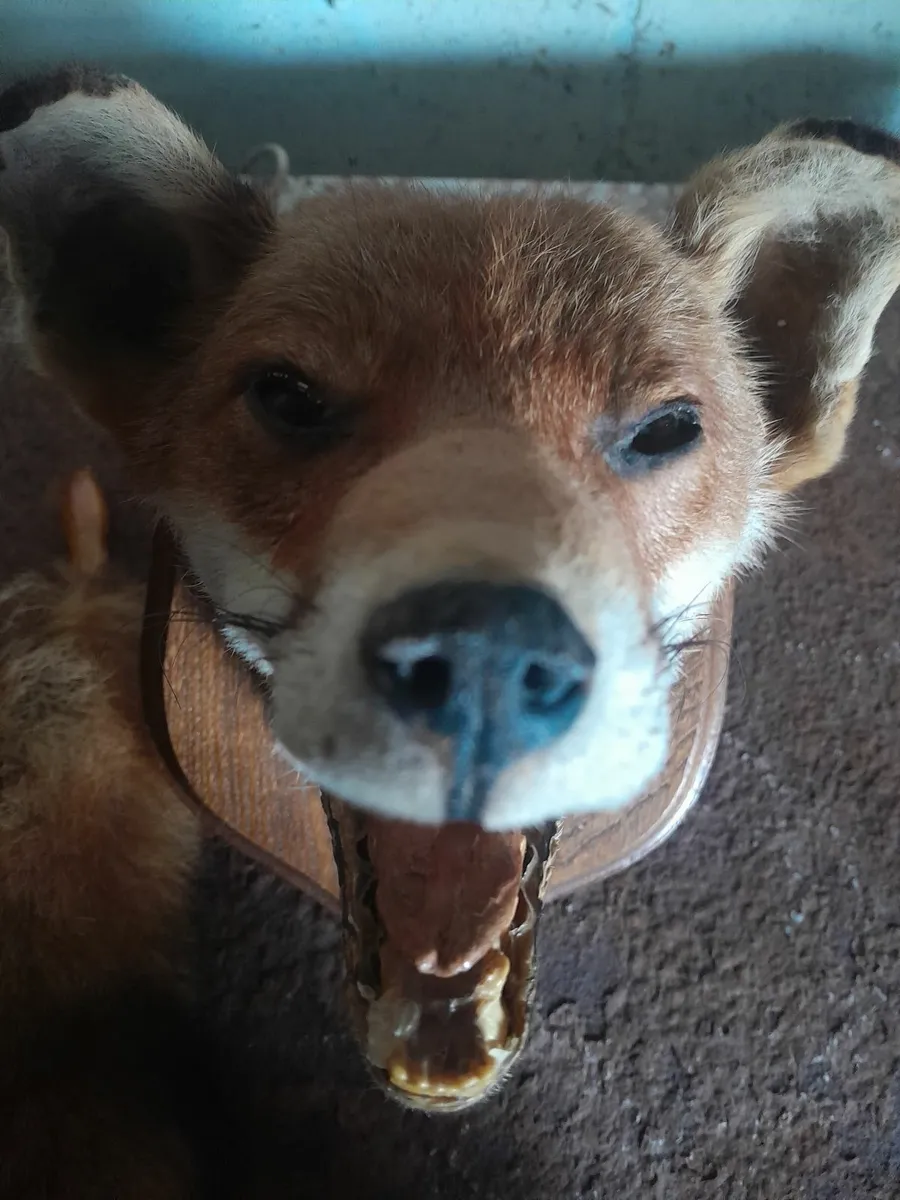 Vintage taxidermy  fox head on plack - Image 4