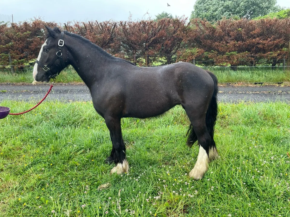 Seanie 12.2 mini cob gelding - Image 1