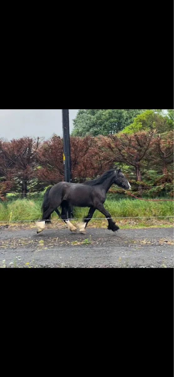Seanie 12.2 mini cob gelding - Image 2