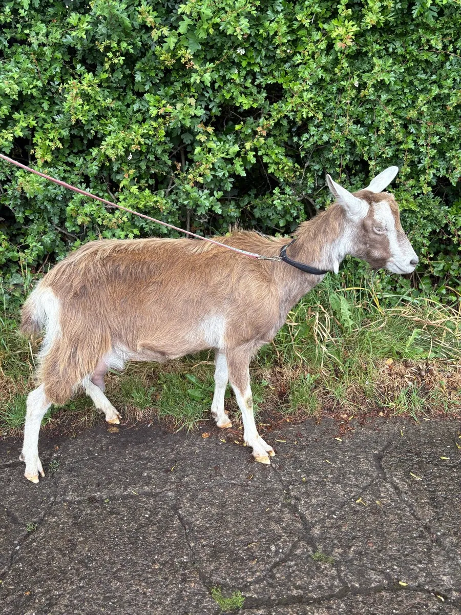 Poly Goat - Image 2