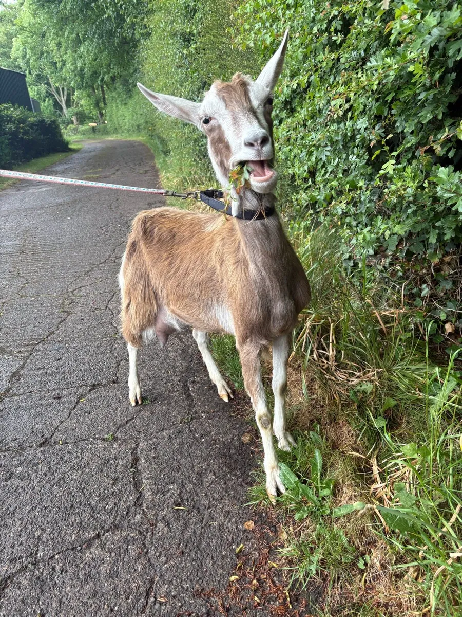 Poly Goat - Image 3