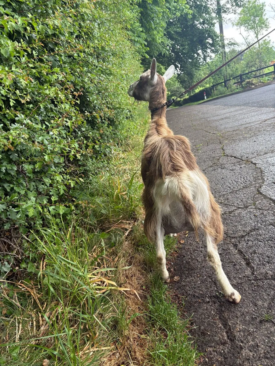 Poly Goat - Image 4