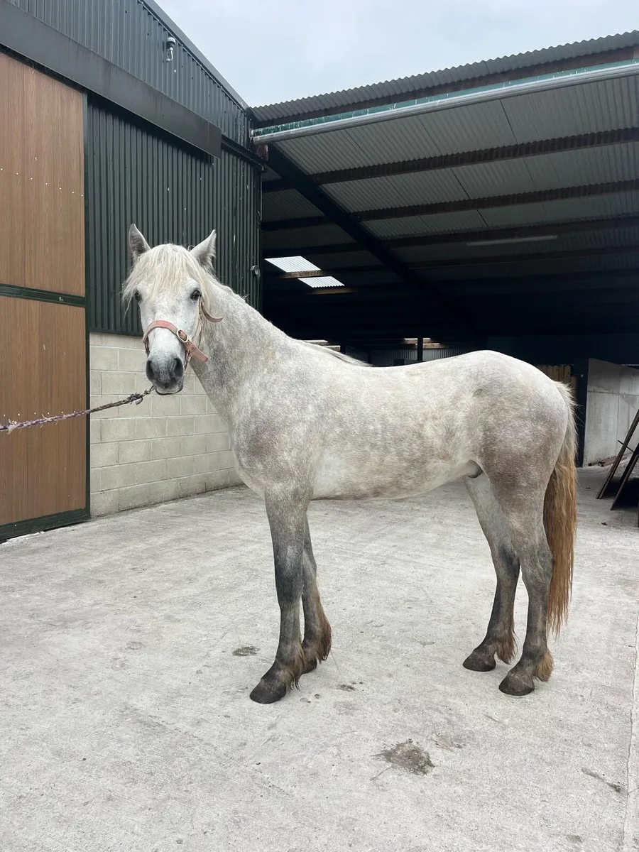 Class1 2yr 14'3hh Connie gelding by TeachMorCormac - Image 1