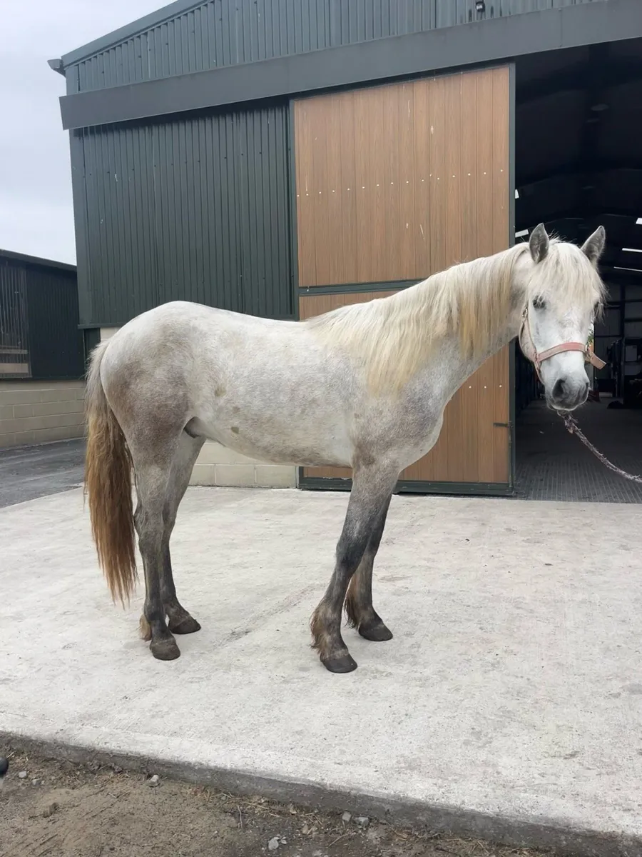 Class1 2yr 14'3hh Connie gelding by TeachMorCormac - Image 2
