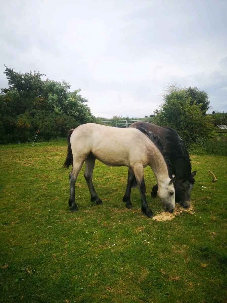 Connemara yearling geldings - Image 1