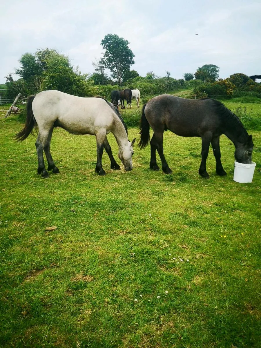 Connemara yearling geldings - Image 1