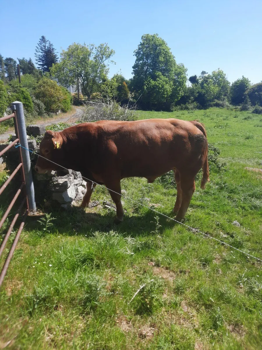 Limousin bulls - Image 3