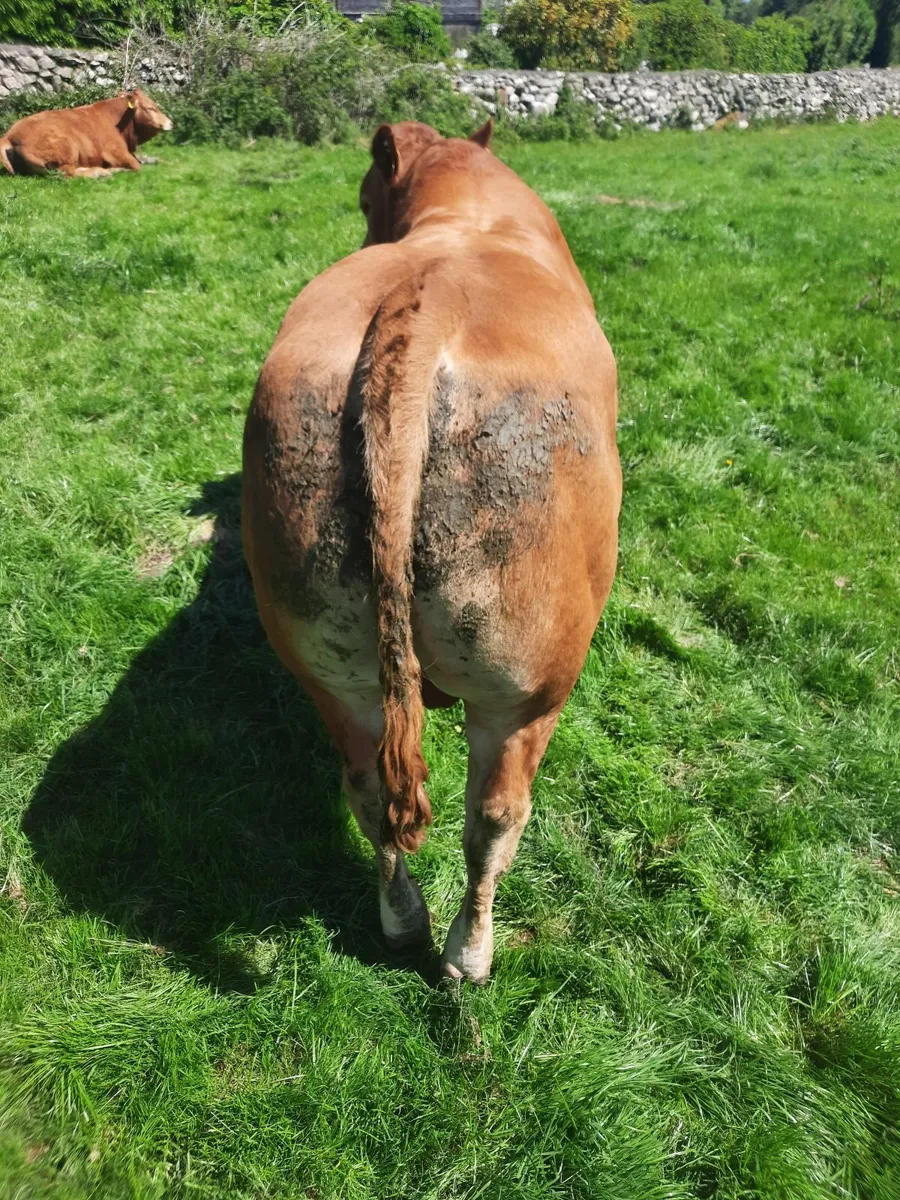 Limousin bulls - Image 4