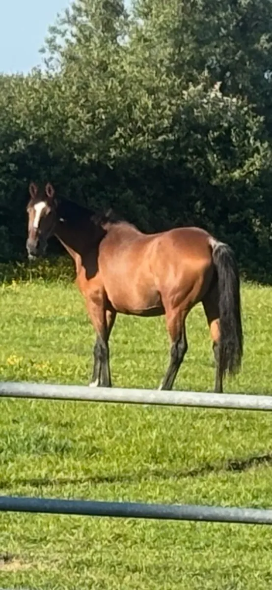 Horse with foal - Image 4