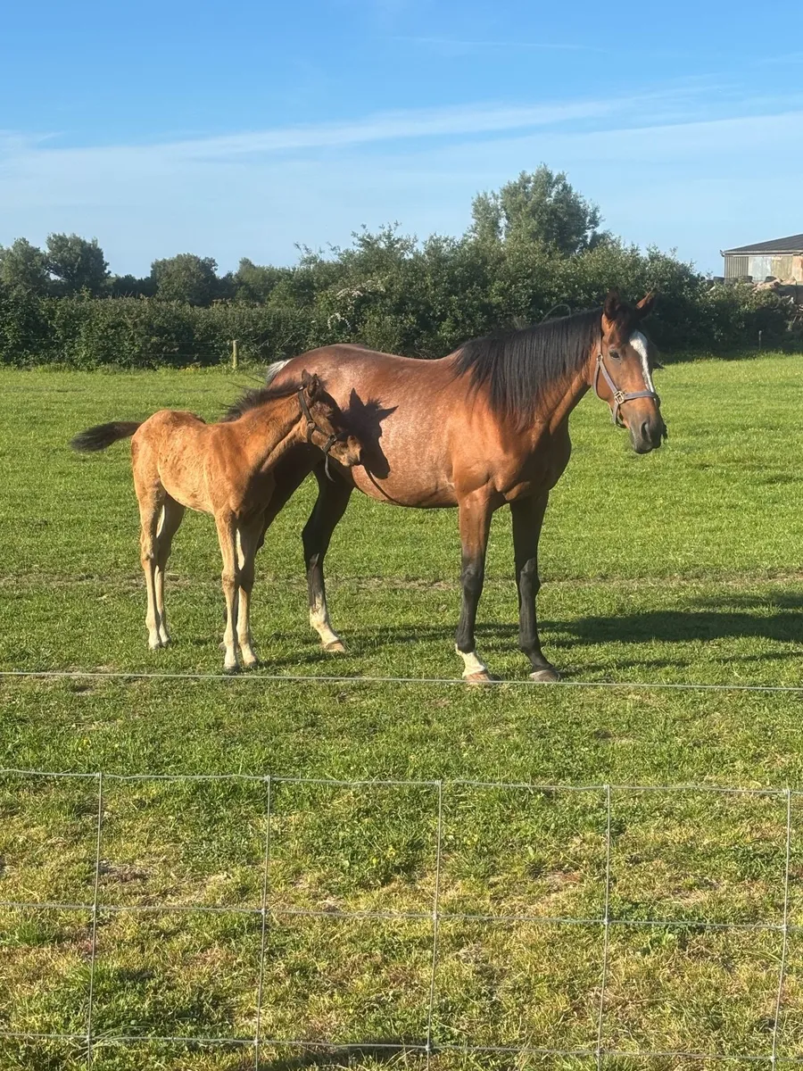Horse with foal - Image 3