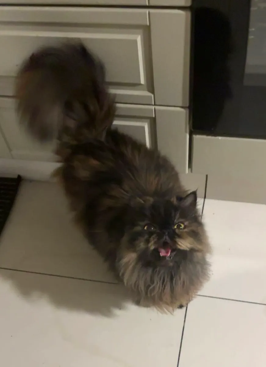 Himalayan Persian cat - Image 1