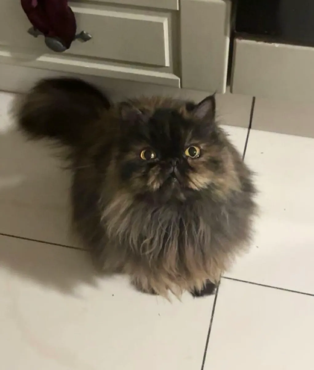 Himalayan Persian cat - Image 2