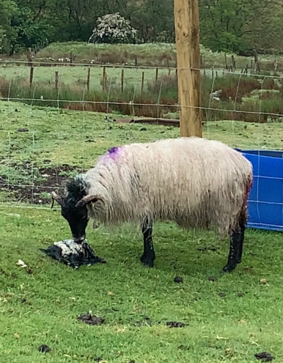 Foster Ewe - Image 1