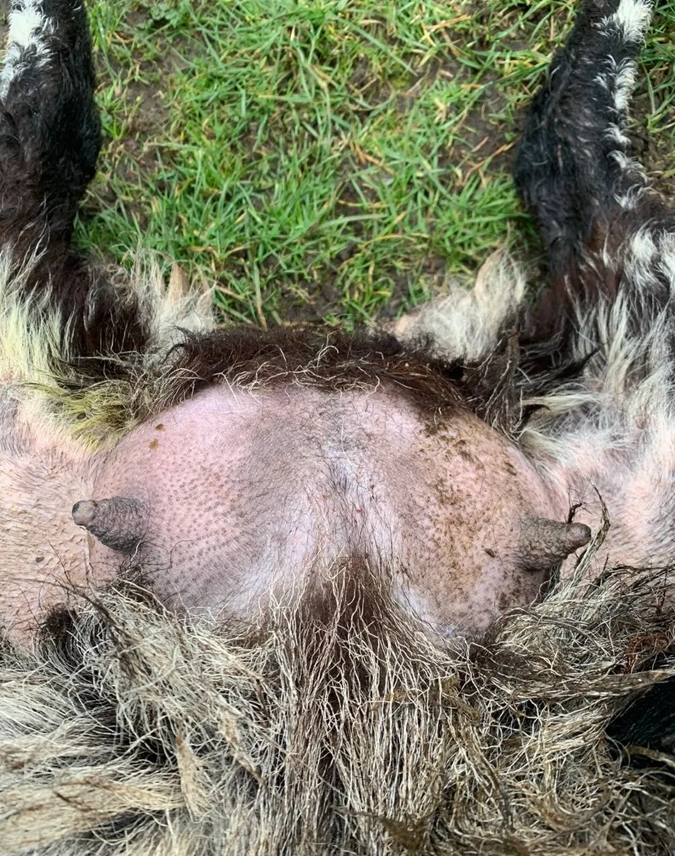 Foster Ewe - Image 2