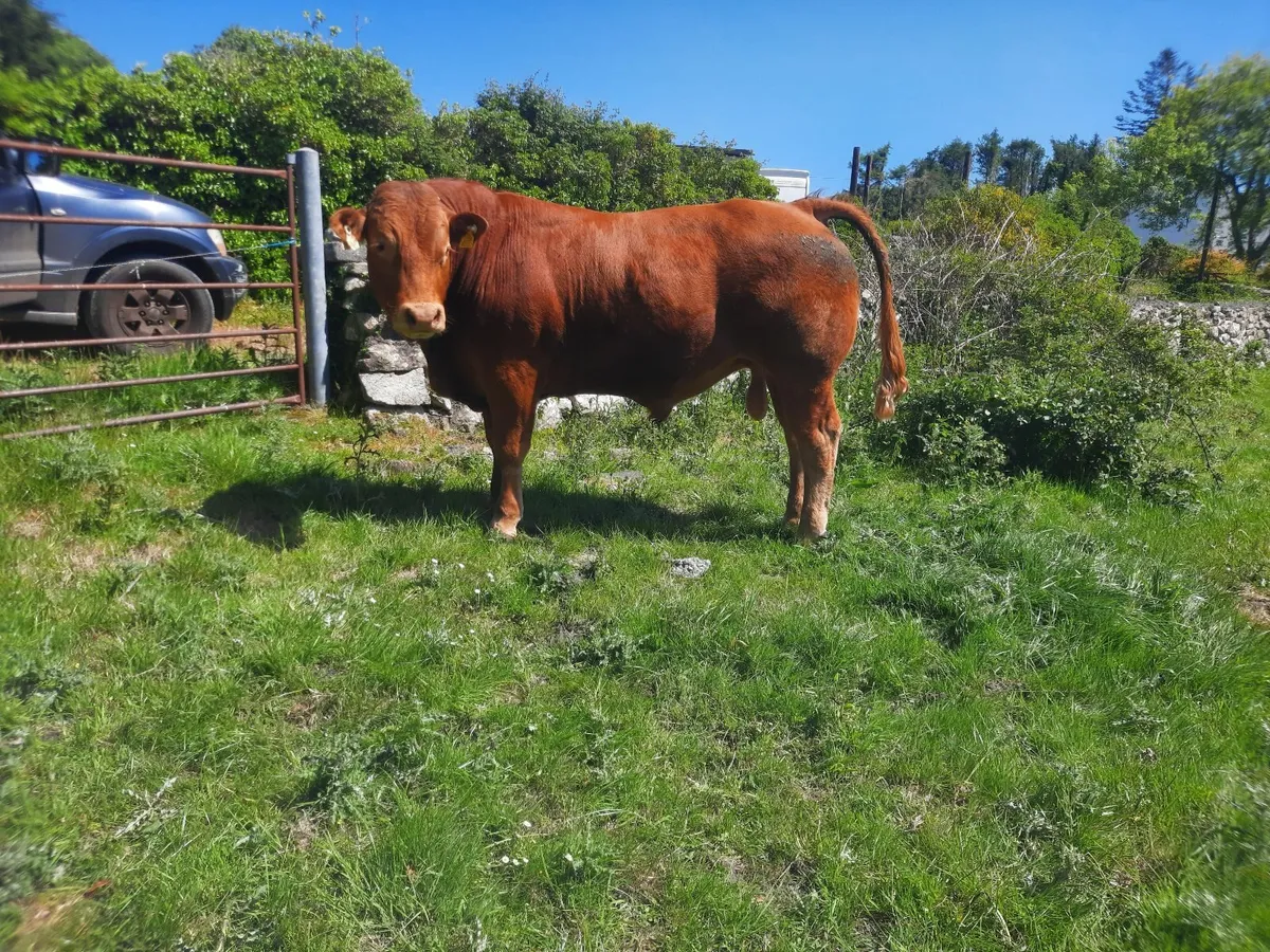 Limousin bulls - Image 2