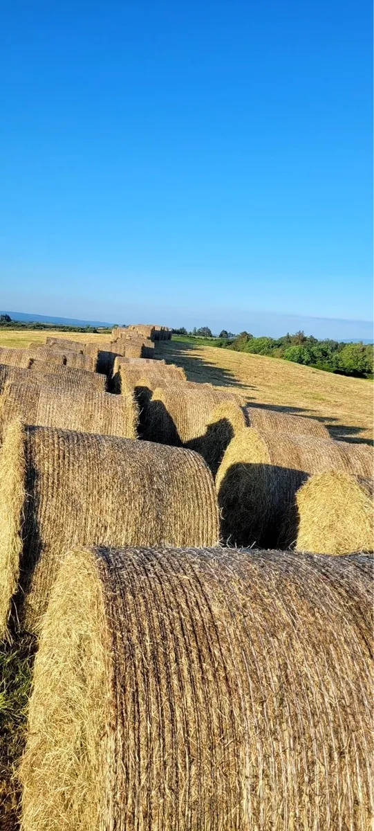 Round and Square bales - Image 1