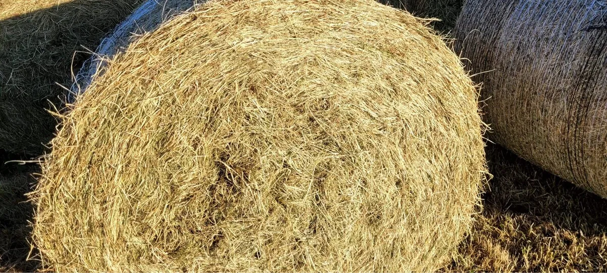 Round and Square bales - Image 3