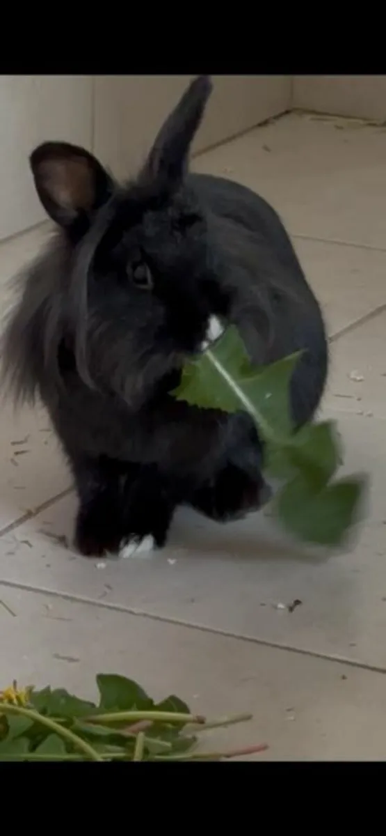 Rabbit for Adoption - Image 1