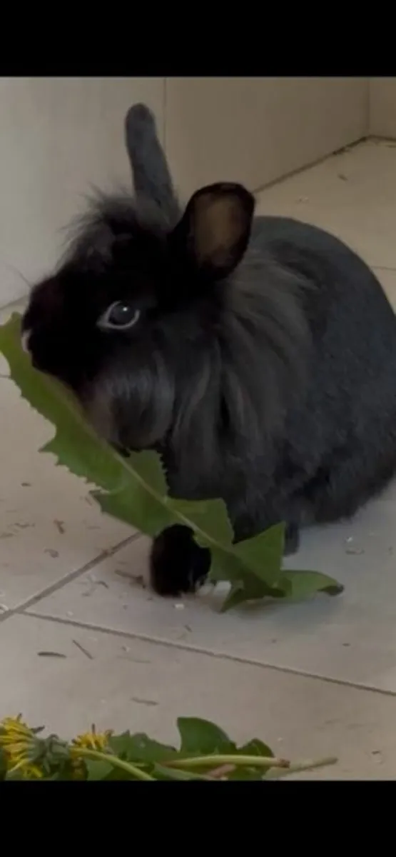 Rabbit for Adoption - Image 2