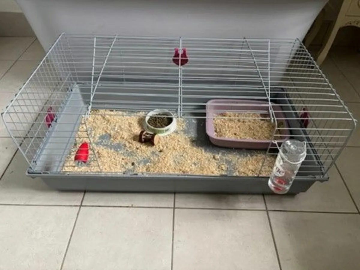 Rabbit for Adoption - Image 3