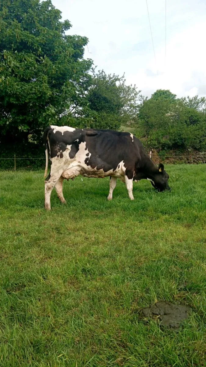 Cow to rear calves - Image 1
