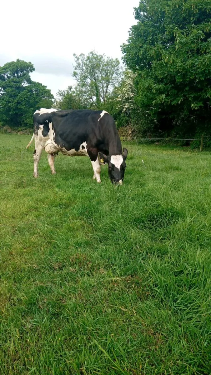 Cow to rear calves - Image 2