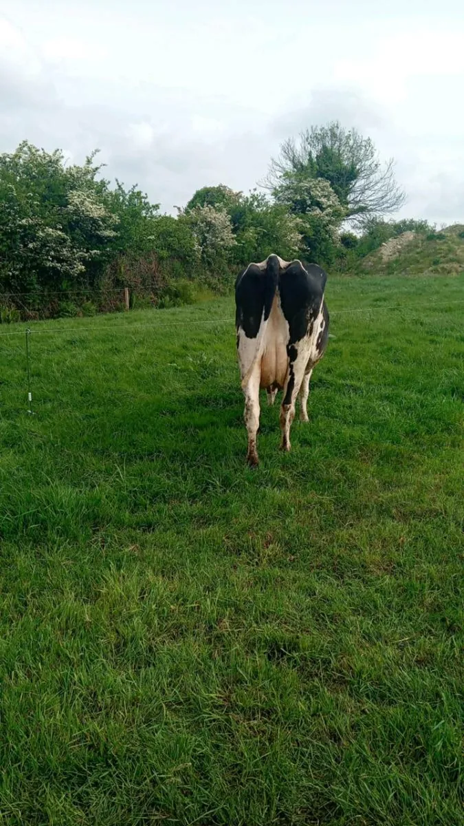 Cow to rear calves - Image 3