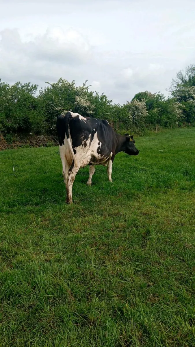 Cow to rear calves - Image 4