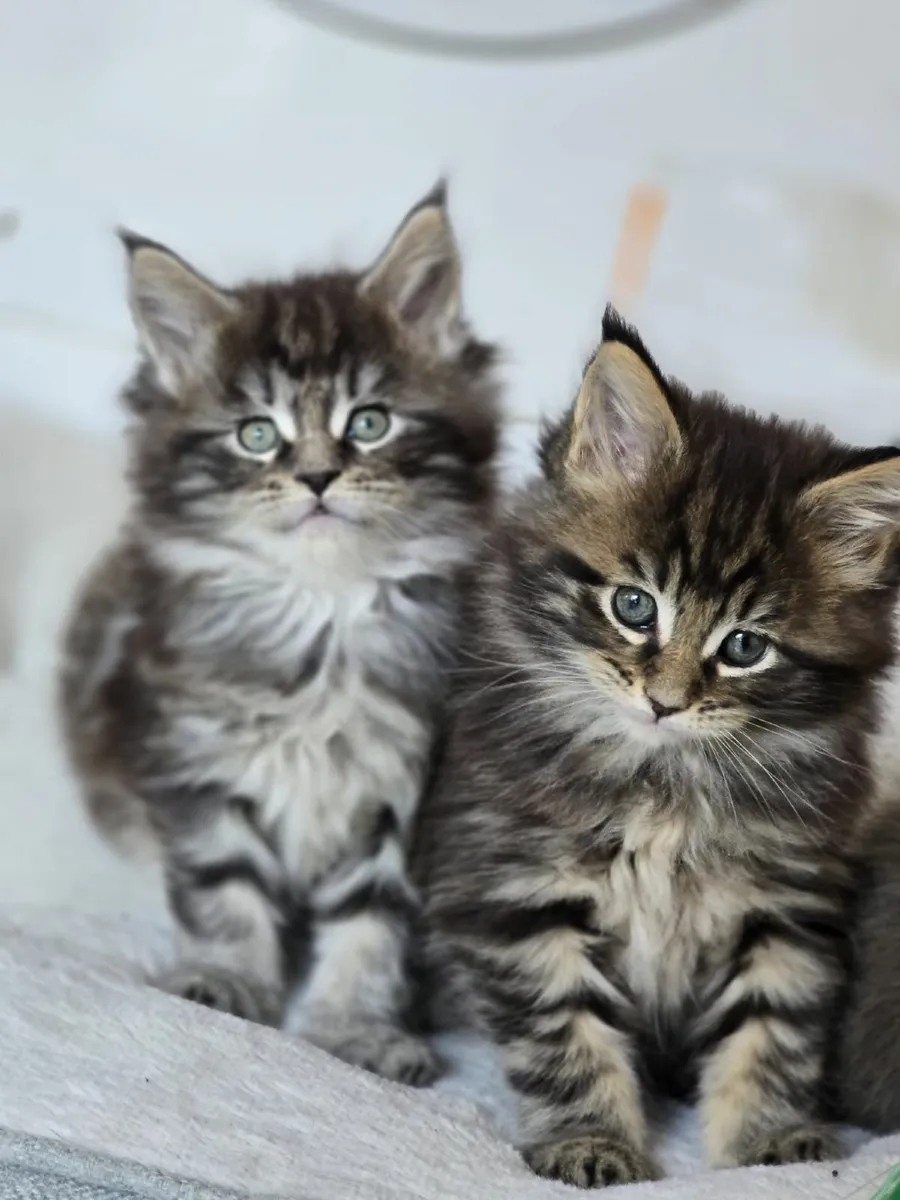 Kittens - Image 1
