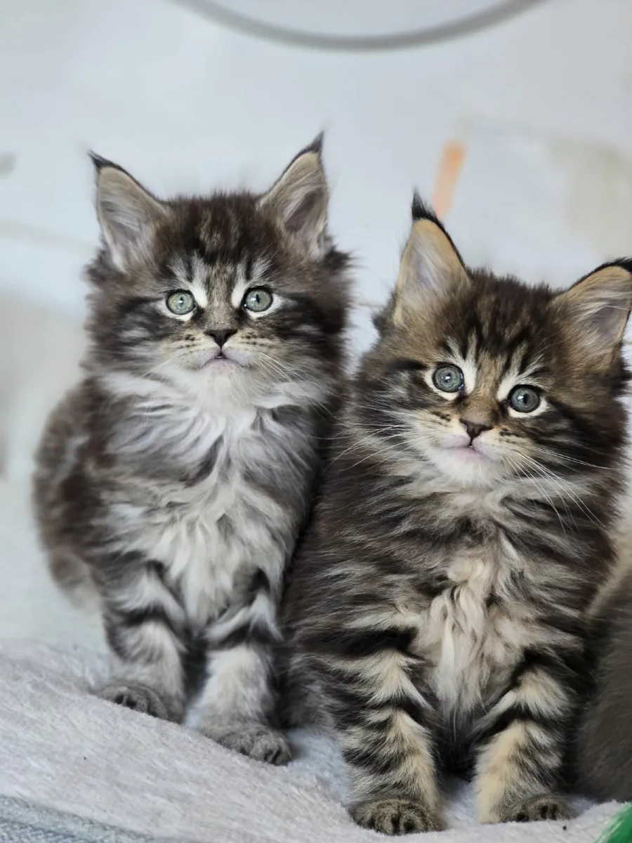 Kittens - Image 2