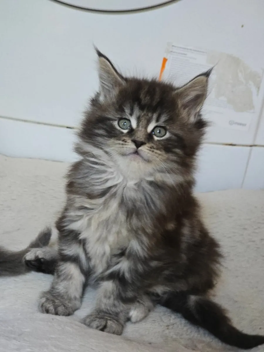 Kittens - Image 3