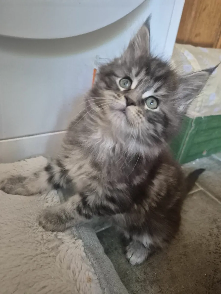 Kittens - Image 4