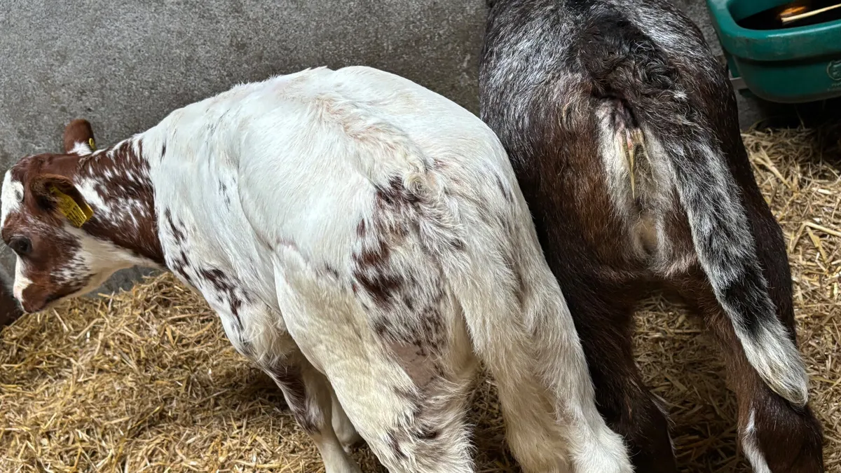 ⭐️2 Roan Heifer Calves ⭐️ - Image 2
