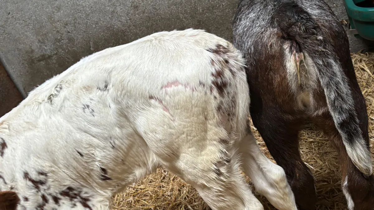 ⭐️2 Roan Heifer Calves ⭐️ - Image 4