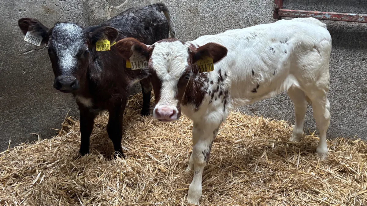 ⭐️2 Roan Heifer Calves ⭐️ - Image 1