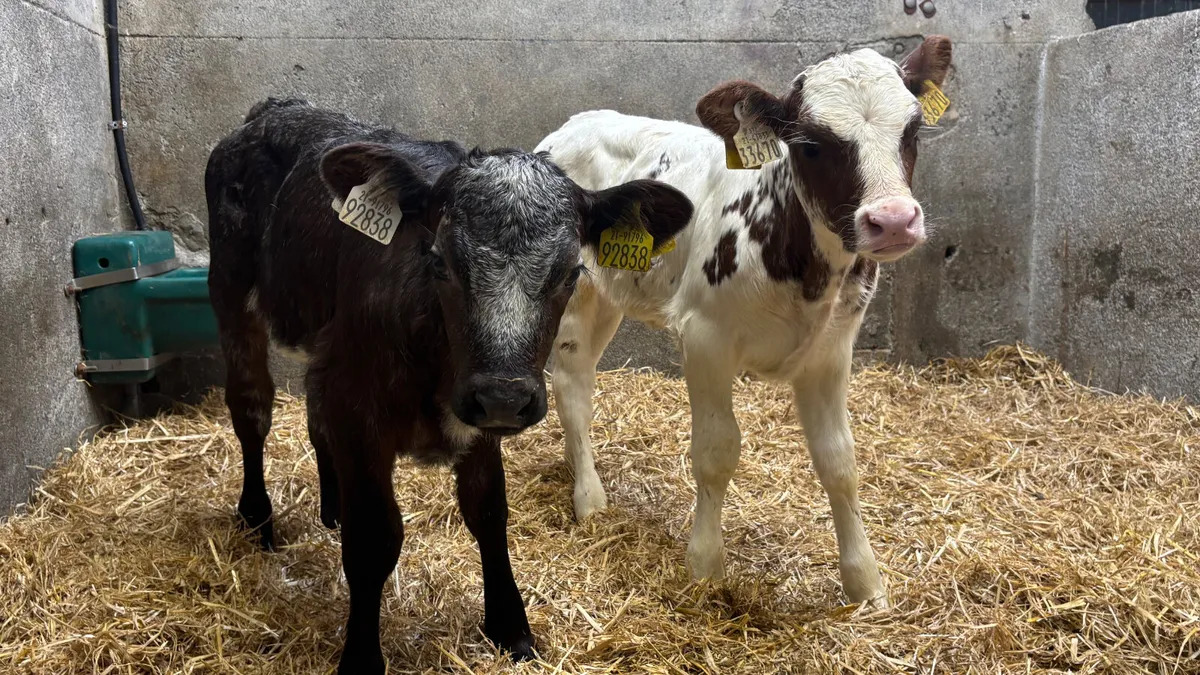 ⭐️2 Roan Heifer Calves ⭐️ - Image 3