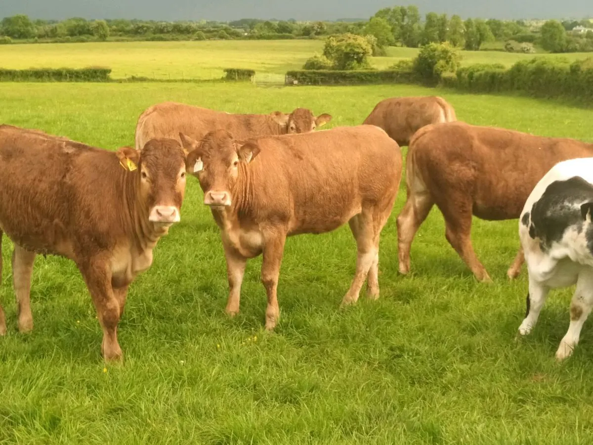 15 Super U Grade   LMX Heifer's for sale - Image 1
