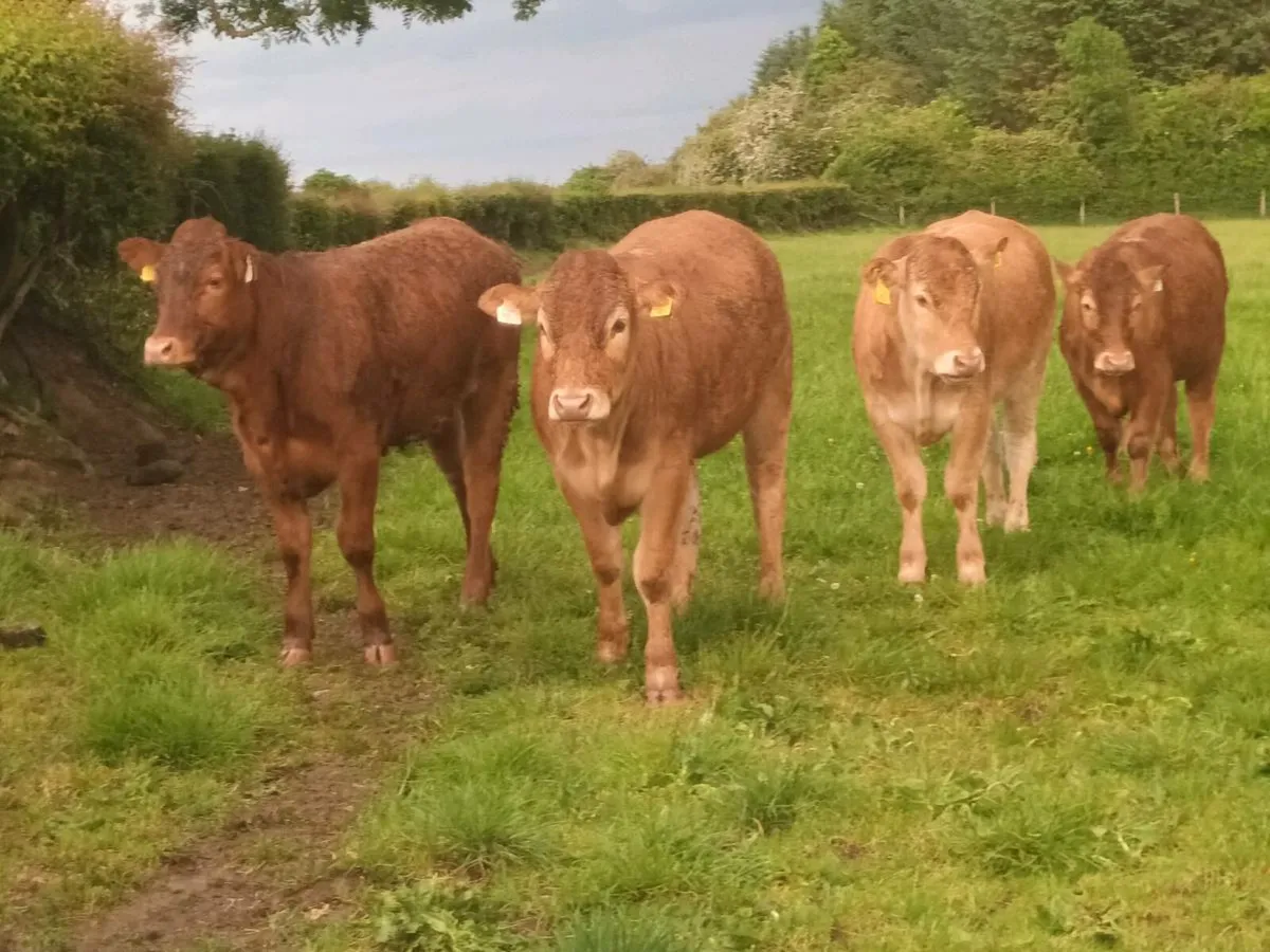 15 Super U Grade   LMX Heifer's for sale - Image 3
