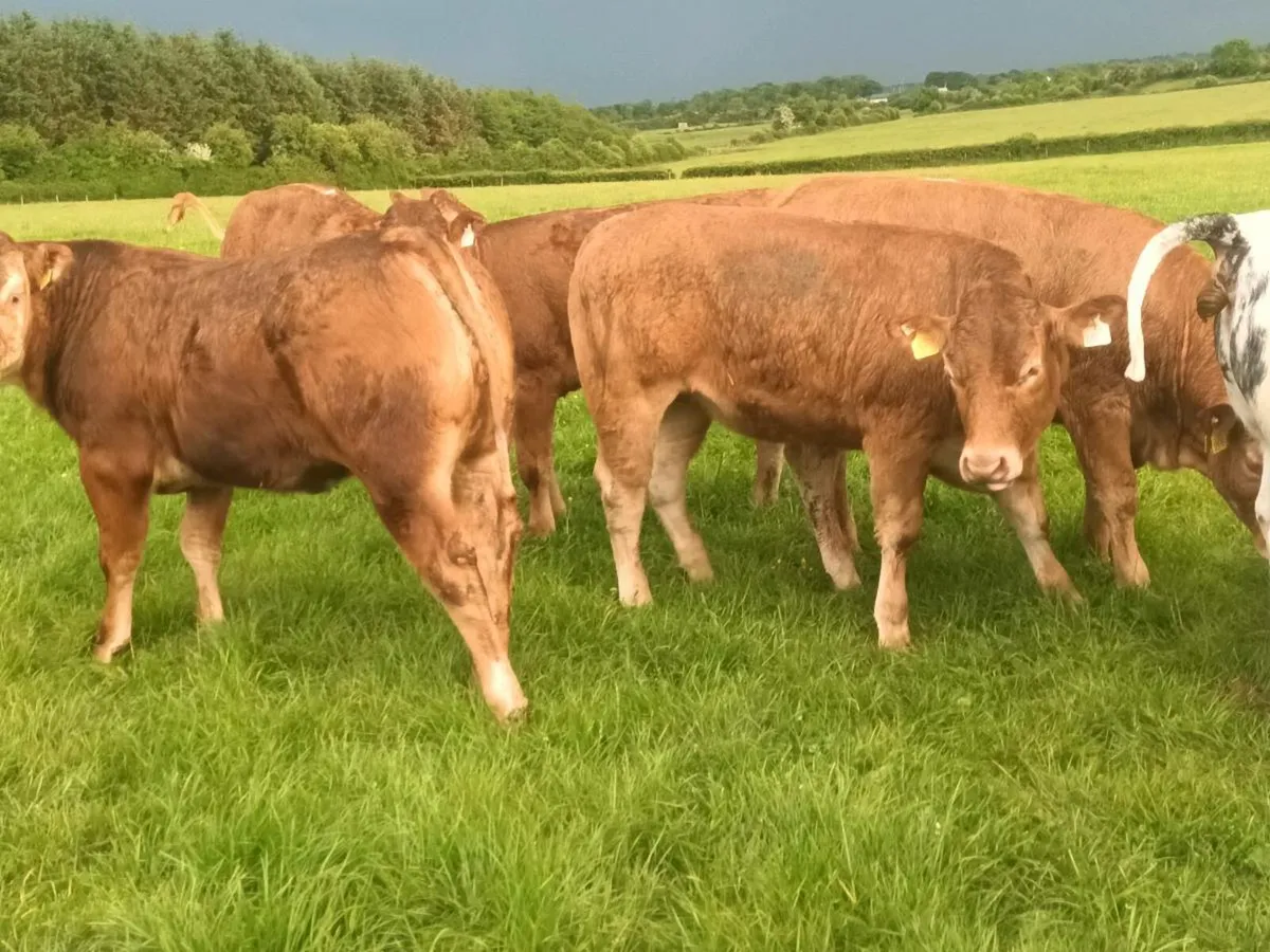 15 Super U Grade   LMX Heifer's for sale - Image 4