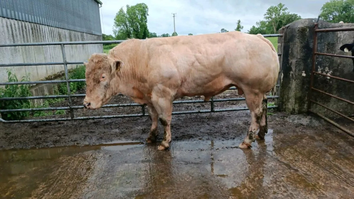 B Belgian blue bull full white - Image 1