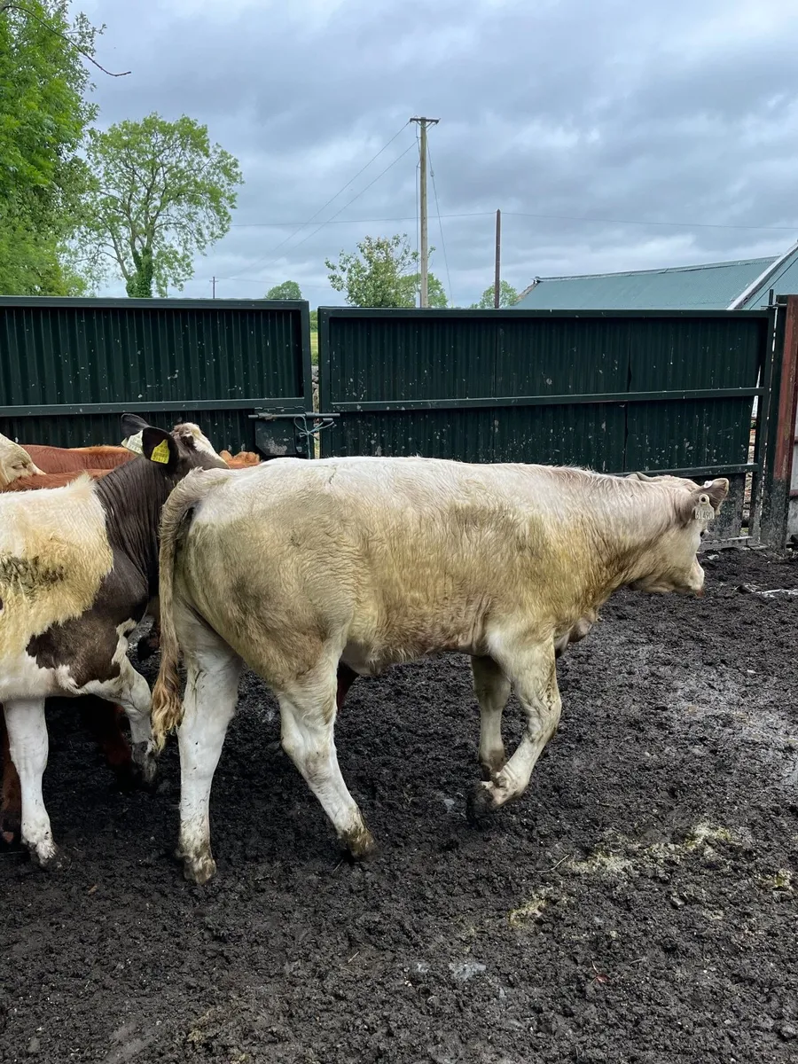 Cattle - Image 1