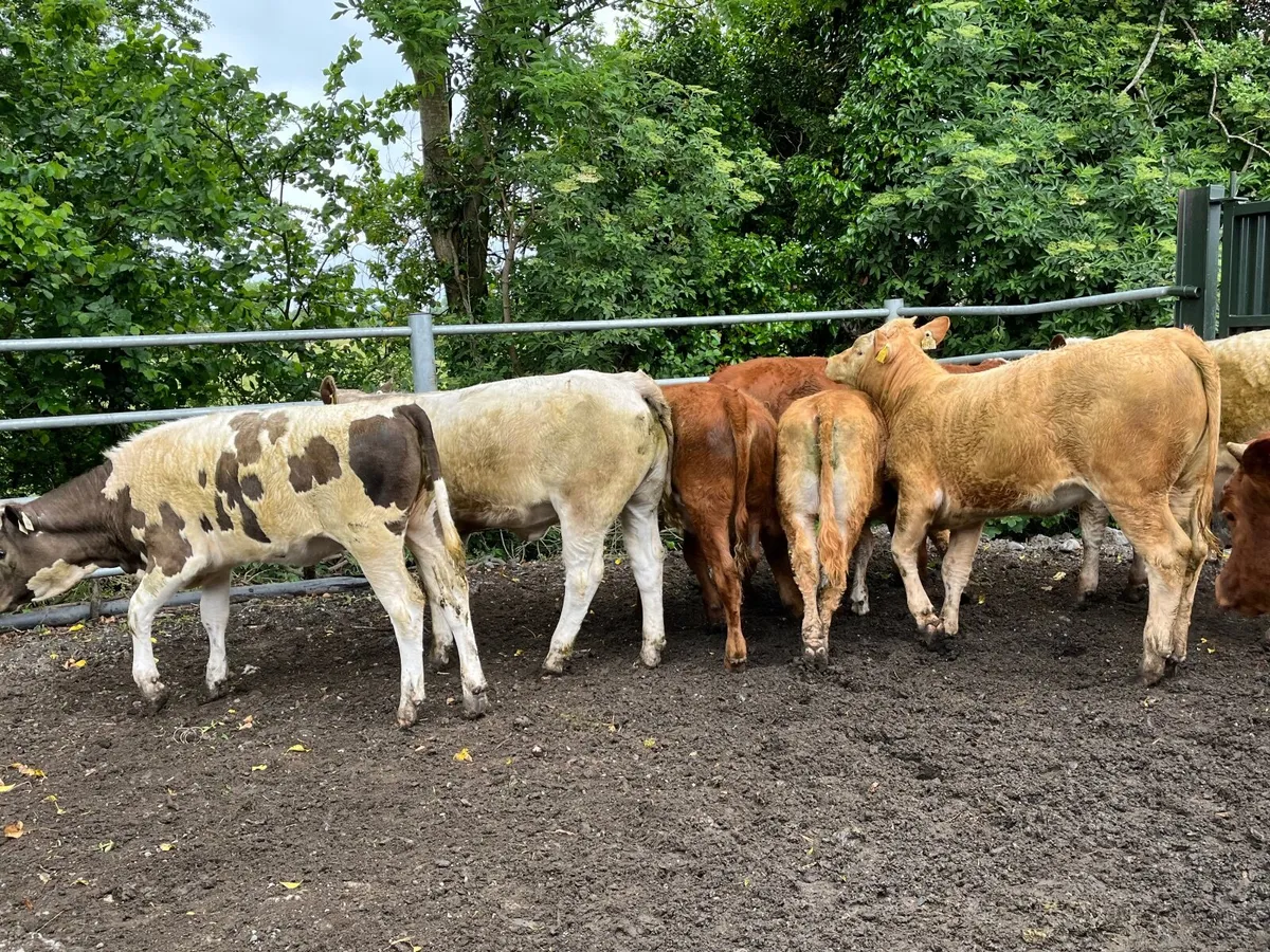 Cattle - Image 2