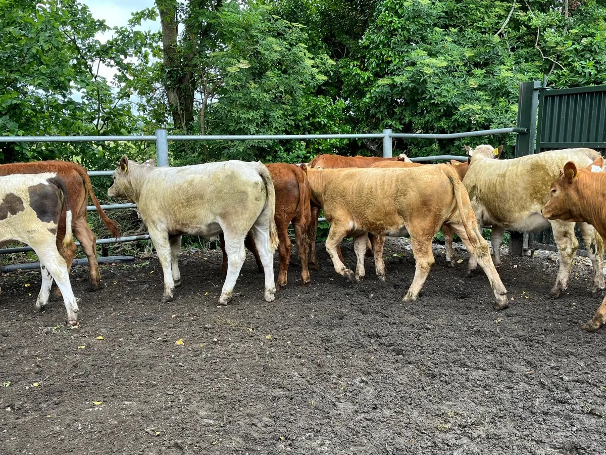 Cattle - Image 3