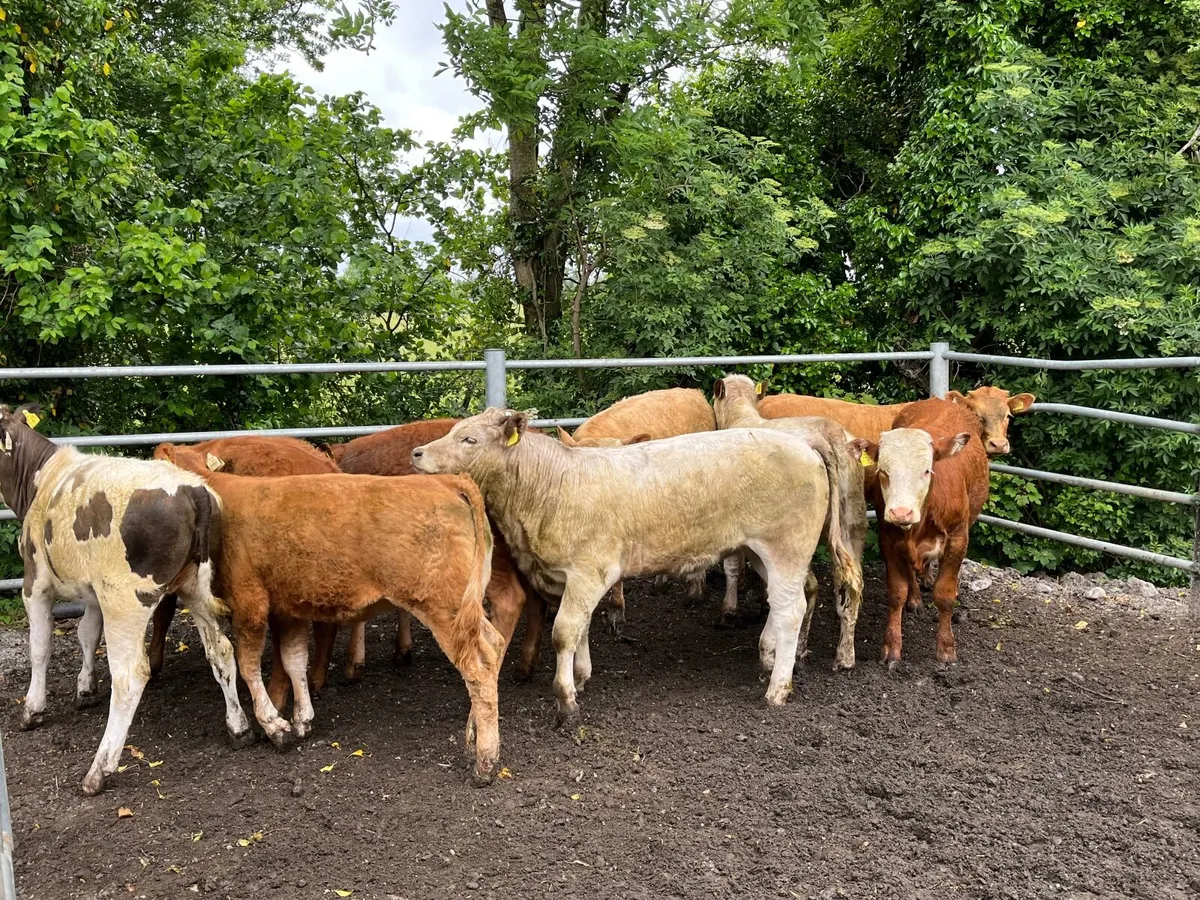 Cattle - Image 4
