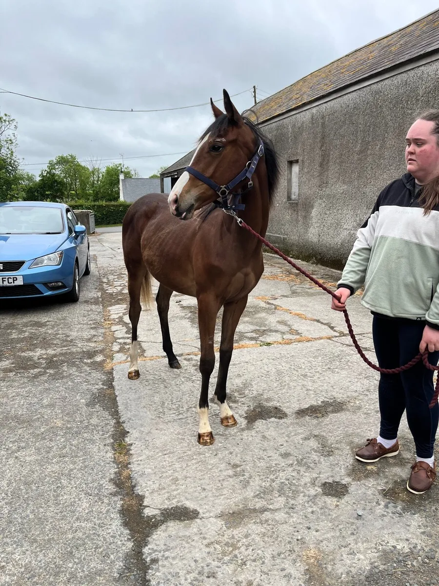 Yearling NH filly - Image 2
