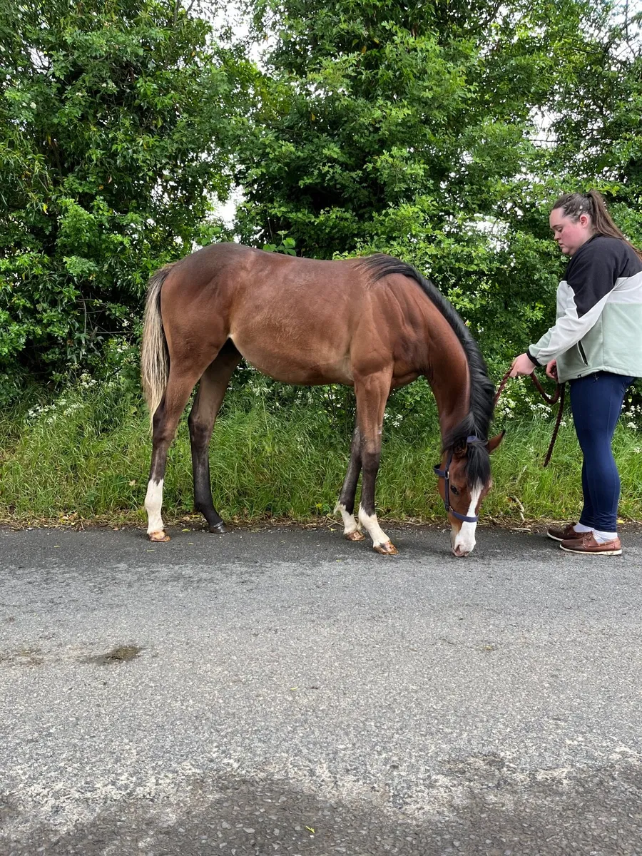 Yearling NH filly - Image 3